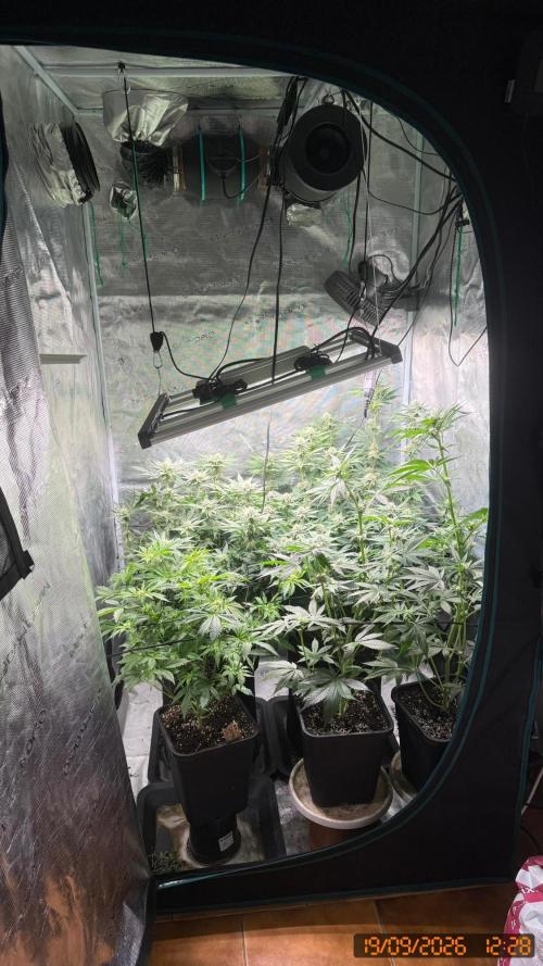 Girl Scoot Cookies as a beginner grower. Week 9