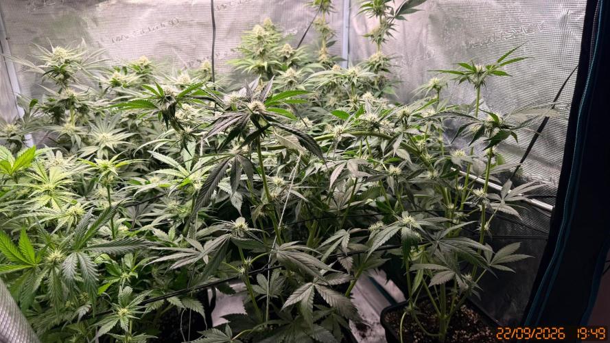 Girl Scoot Cookies as a beginner grower. Week 9