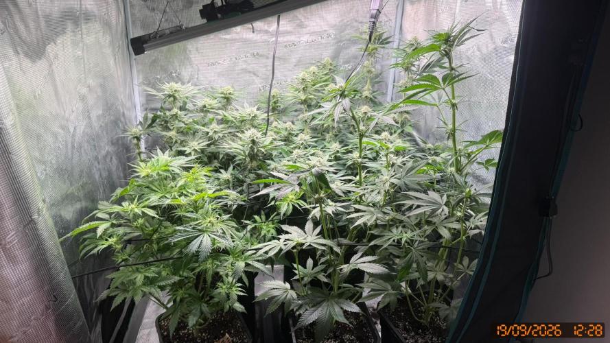 Girl Scoot Cookies as a beginner grower. Week 9
