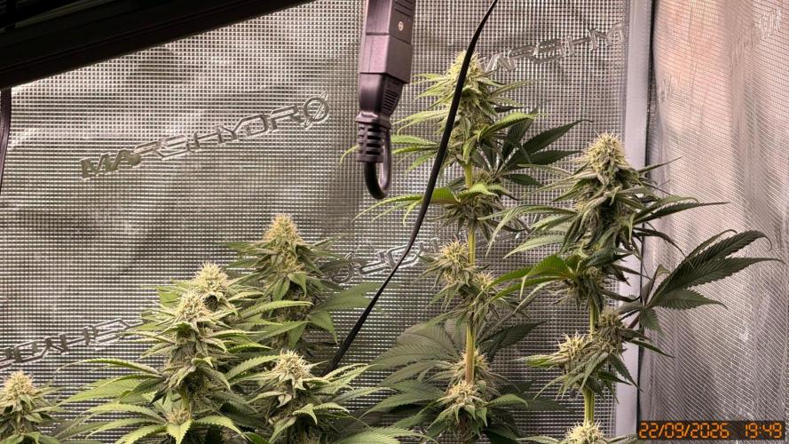Girl Scoot Cookies as a beginner grower. Week 9