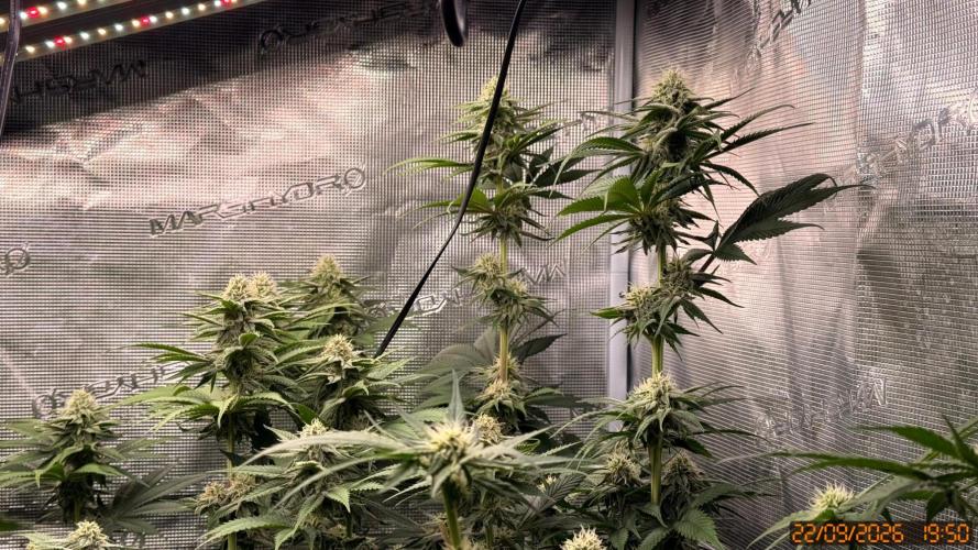 Girl Scoot Cookies as a beginner grower. Week 9