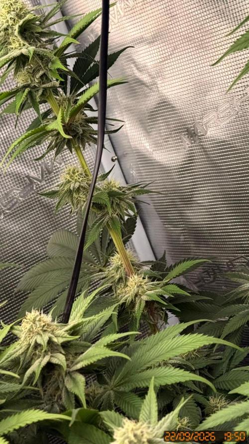 Girl Scoot Cookies as a beginner grower. Week 9