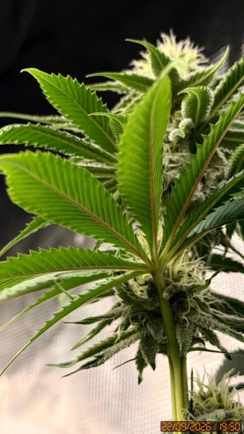 Girl Scoot Cookies as a beginner grower. Week 9