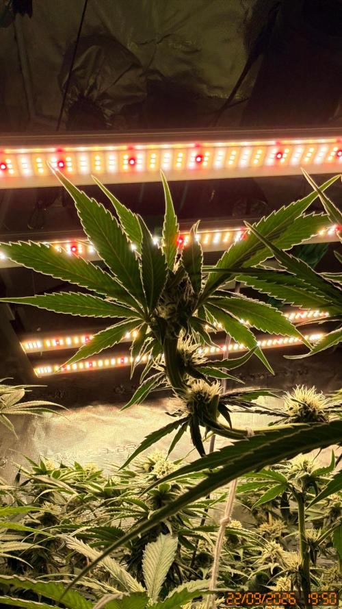 Girl Scoot Cookies as a beginner grower. Week 9