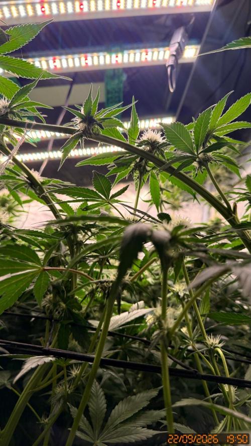 Girl Scoot Cookies as a beginner grower. Week 9
