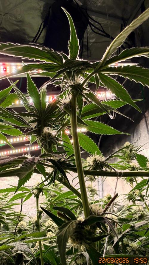 Girl Scoot Cookies as a beginner grower. Week 9