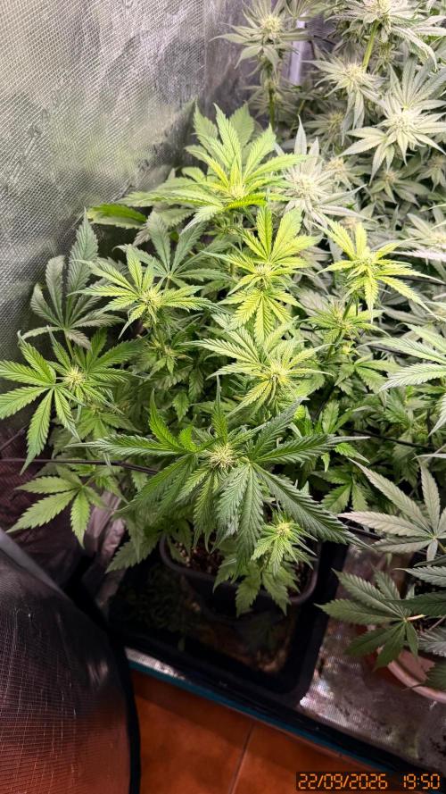 Girl Scoot Cookies as a beginner grower. Week 9