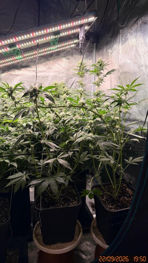 Girl Scoot Cookies as a beginner grower. Week 9