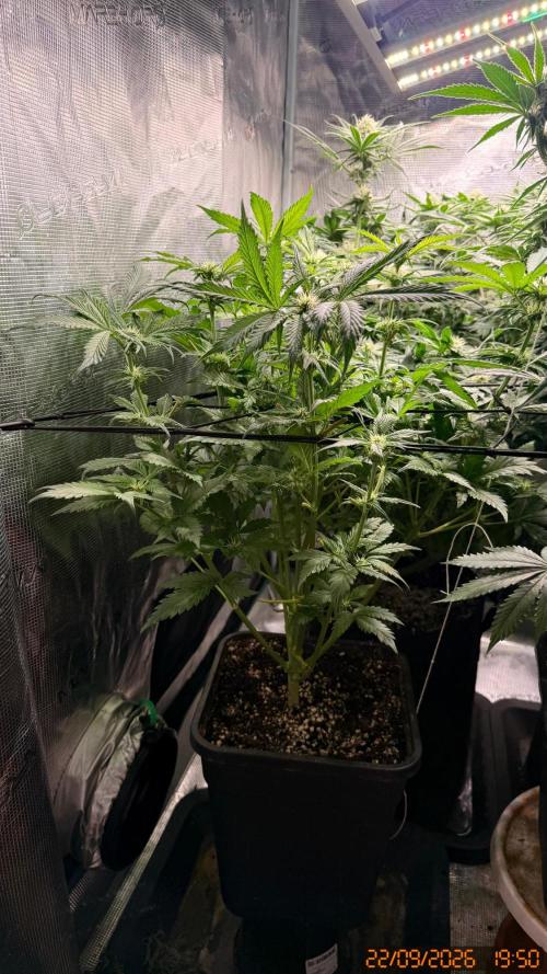 O.G. KUSH // NO VEG. Week 5