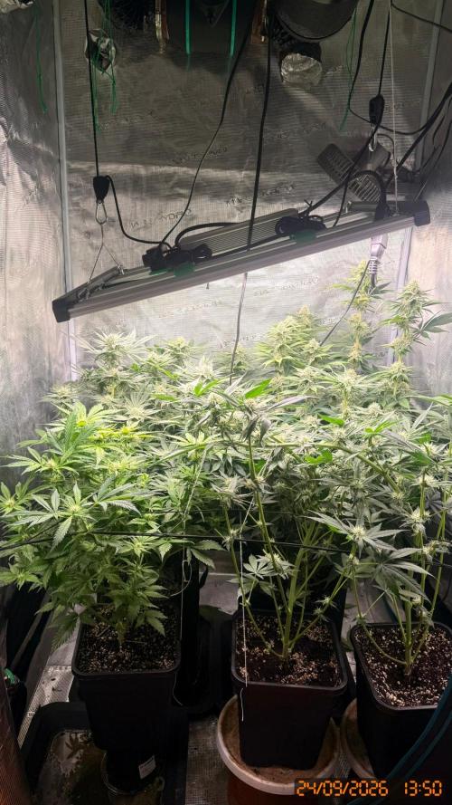 Girl Scoot Cookies as a beginner grower. Week 10