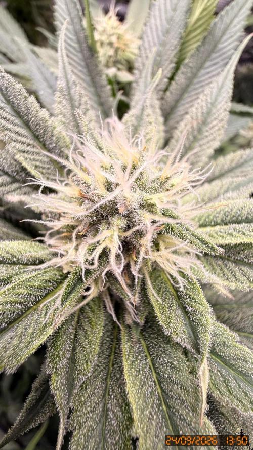 Girl Scoot Cookies as a beginner grower. Week 10