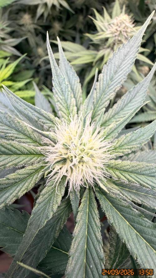 Girl Scoot Cookies as a beginner grower. Week 10