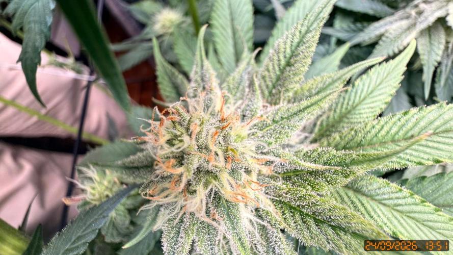 Girl Scoot Cookies as a beginner grower. Week 10