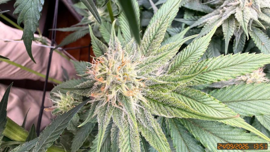 Girl Scoot Cookies as a beginner grower. Week 10