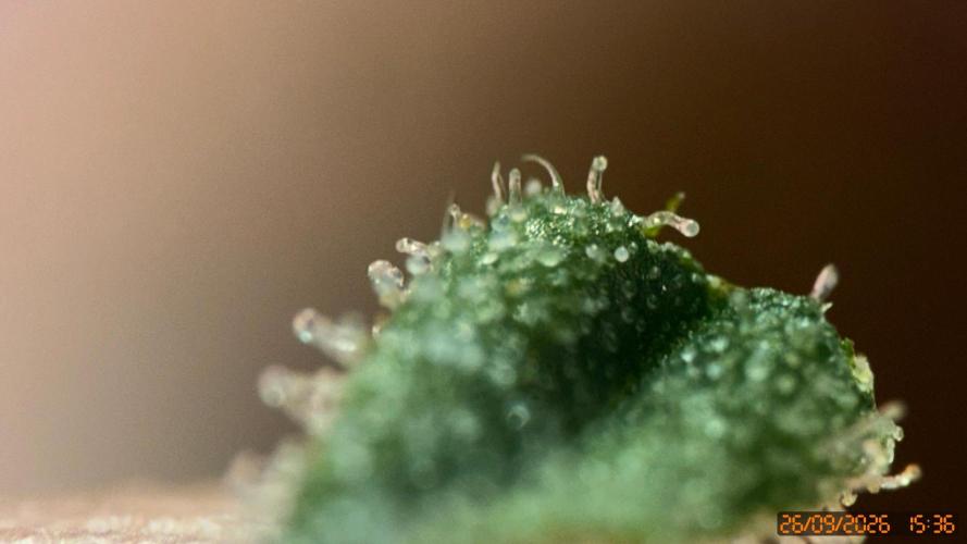 Girl Scoot Cookies as a beginner grower. Week 10
