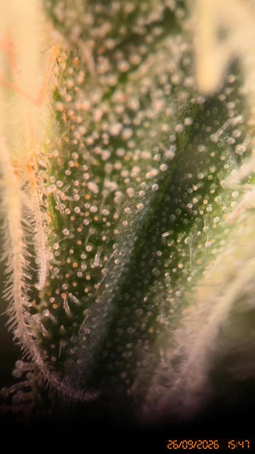 Girl Scoot Cookies as a beginner grower. Week 10