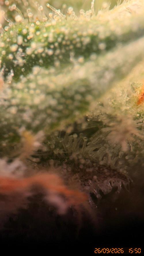 Girl Scoot Cookies as a beginner grower. Week 10