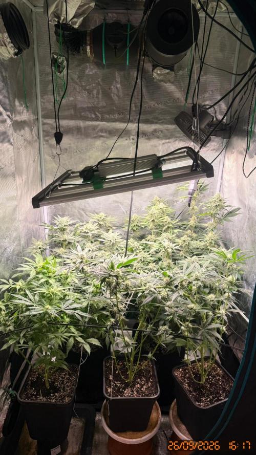 Girl Scoot Cookies as a beginner grower. Week 10