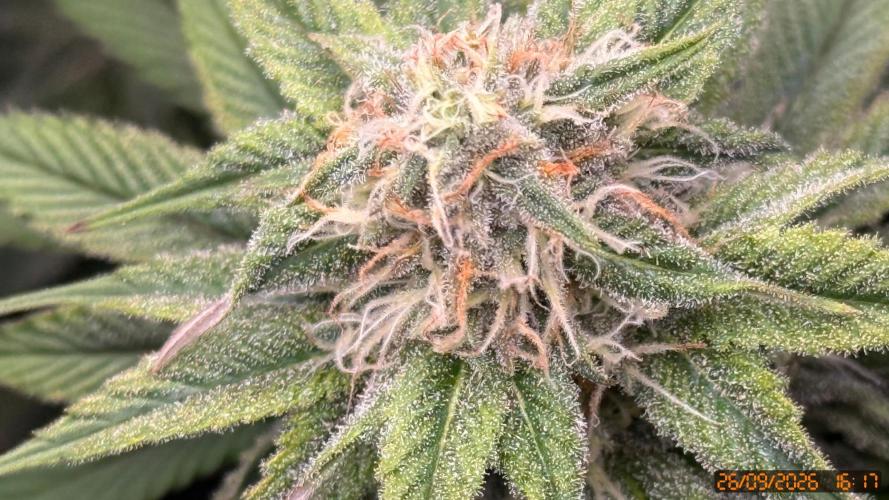 Girl Scoot Cookies as a beginner grower. Week 10