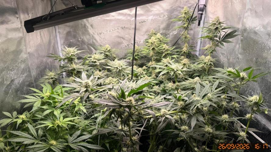 Girl Scoot Cookies as a beginner grower. Week 10