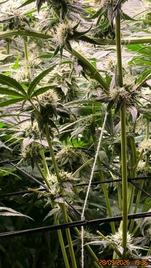 Girl Scoot Cookies as a beginner grower. Week 10