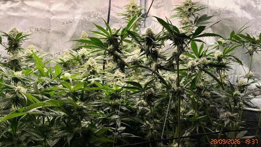 Girl Scoot Cookies as a beginner grower. Week 10