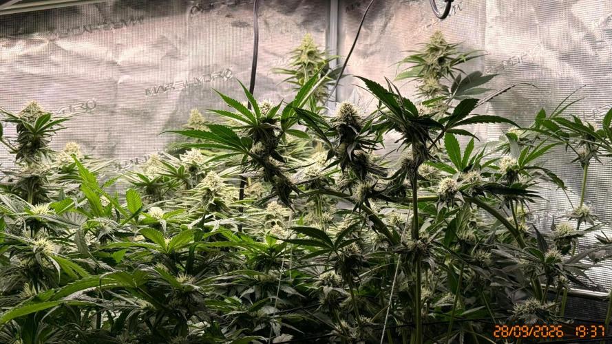 Girl Scoot Cookies as a beginner grower. Week 10