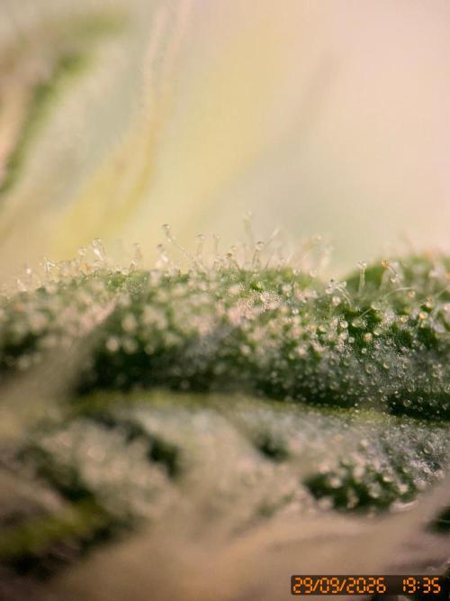 Girl Scoot Cookies as a beginner grower. Week 10