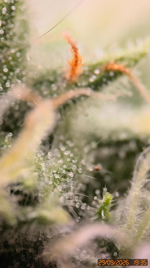 Girl Scoot Cookies as a beginner grower. Week 10