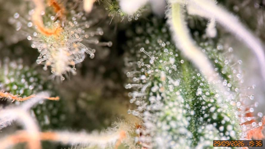 Girl Scoot Cookies as a beginner grower. Week 10