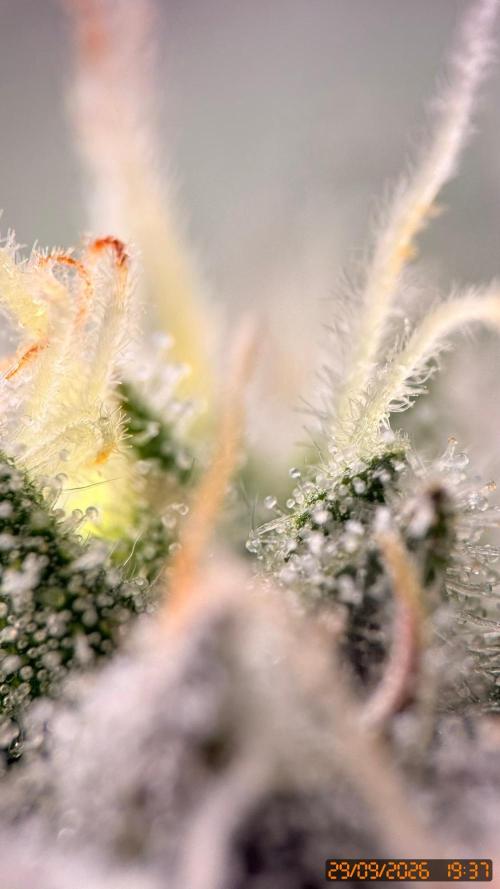 Girl Scoot Cookies as a beginner grower. Week 10