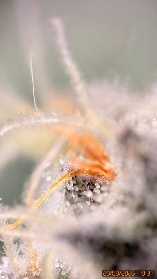 Girl Scoot Cookies as a beginner grower. Week 10