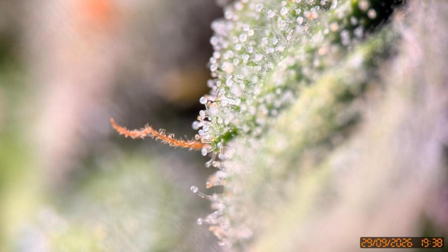 Girl Scoot Cookies as a beginner grower. Week 10