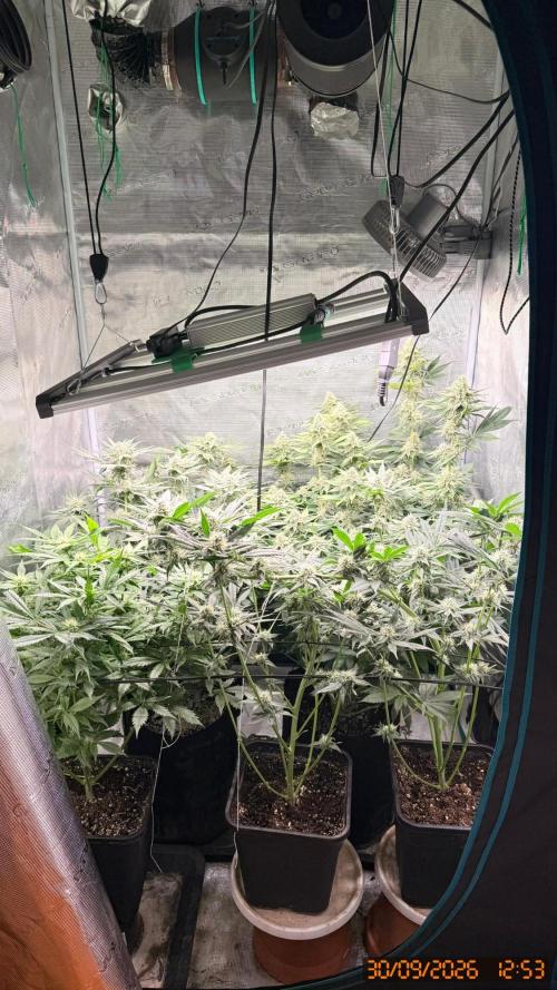 Girl Scoot Cookies as a beginner grower. Week 10