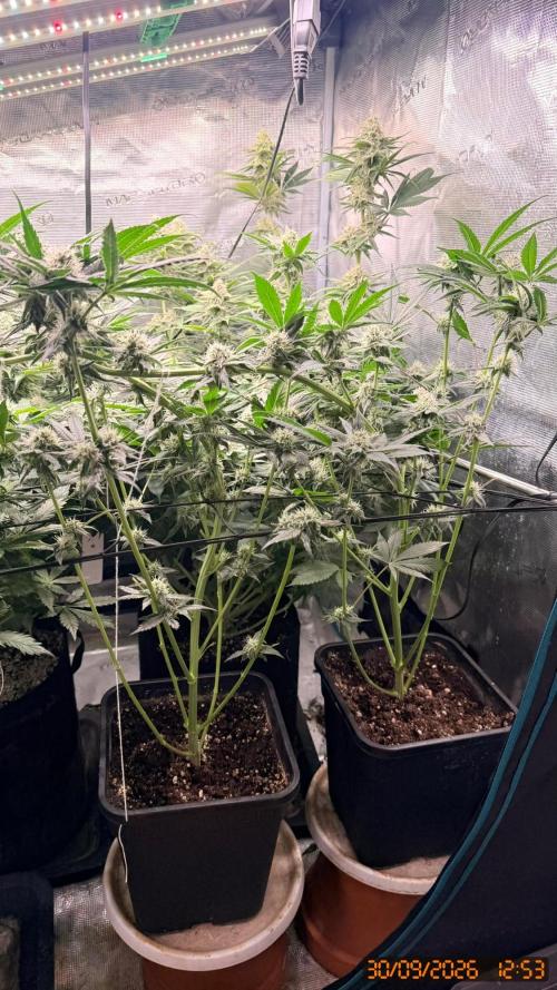Girl Scoot Cookies as a beginner grower. Week 10