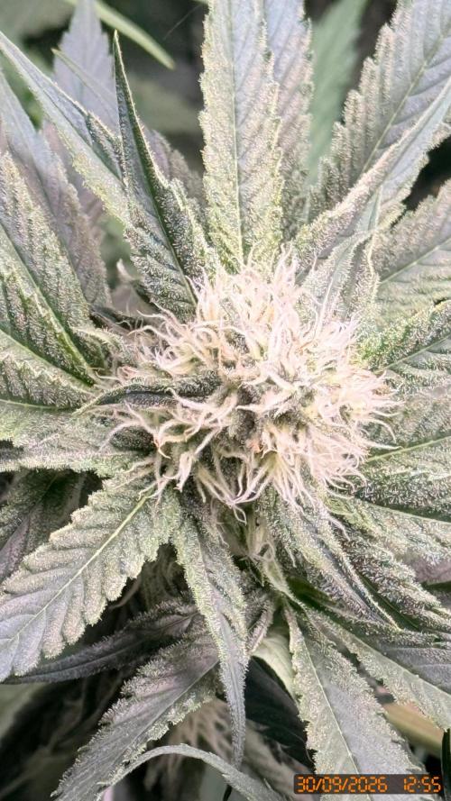 Girl Scoot Cookies as a beginner grower. Week 10