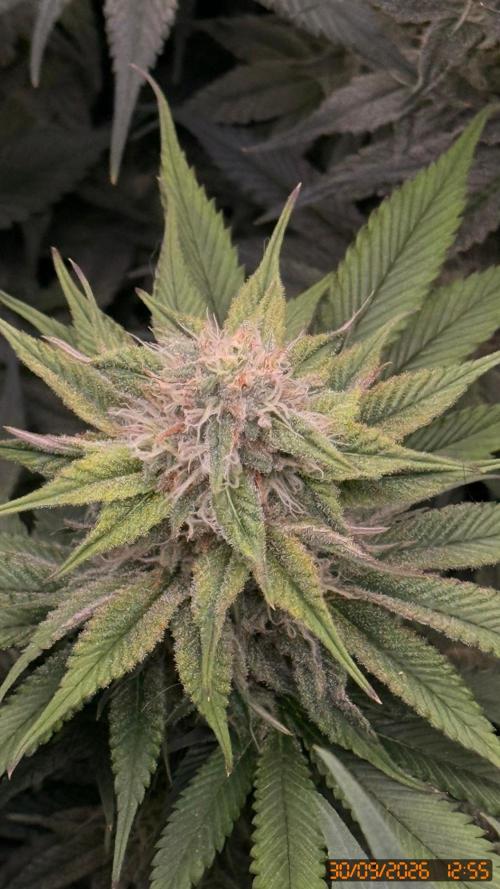 Girl Scoot Cookies as a beginner grower. Week 10