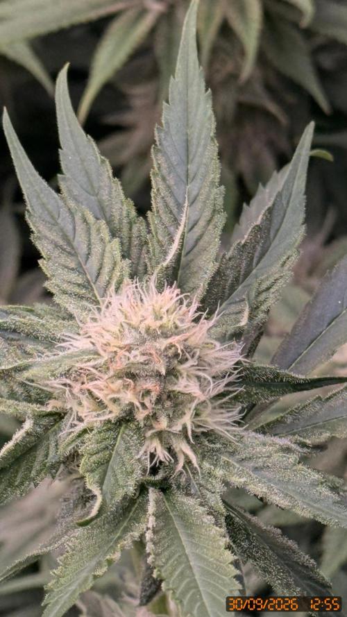 Girl Scoot Cookies as a beginner grower. Week 10