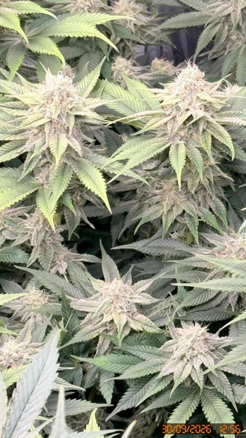 Girl Scoot Cookies as a beginner grower. Week 10