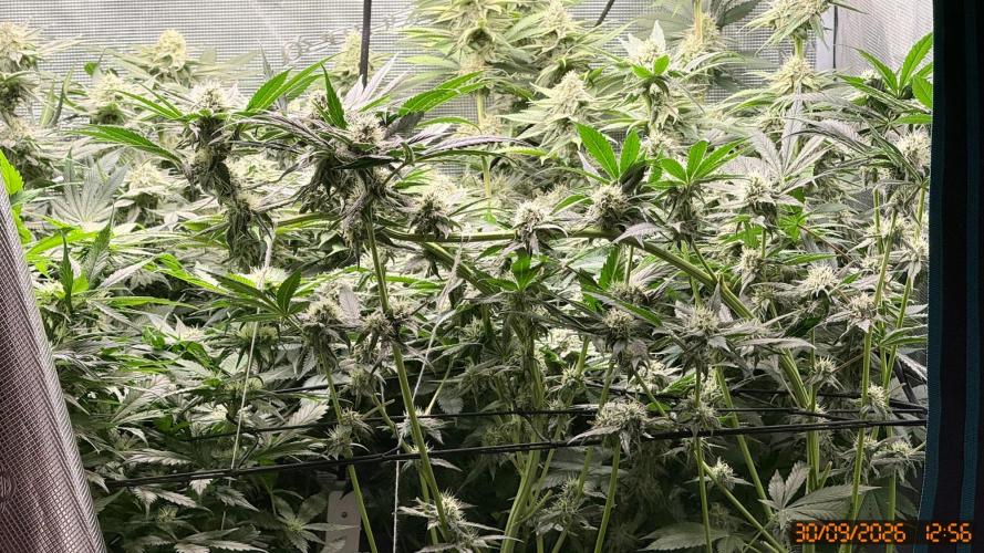 Girl Scoot Cookies as a beginner grower. Week 10