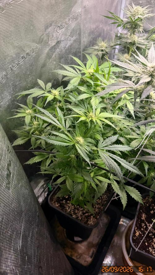 O.G. KUSH // NO VEG. Week 6