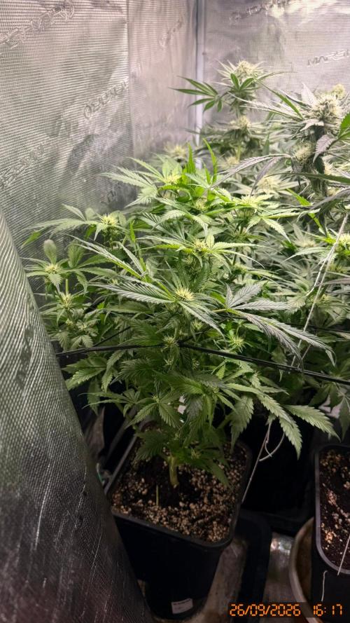 O.G. KUSH // NO VEG. Week 6