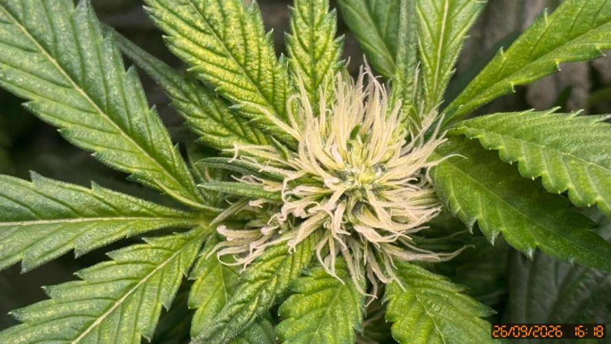 O.G. KUSH // NO VEG. Week 6