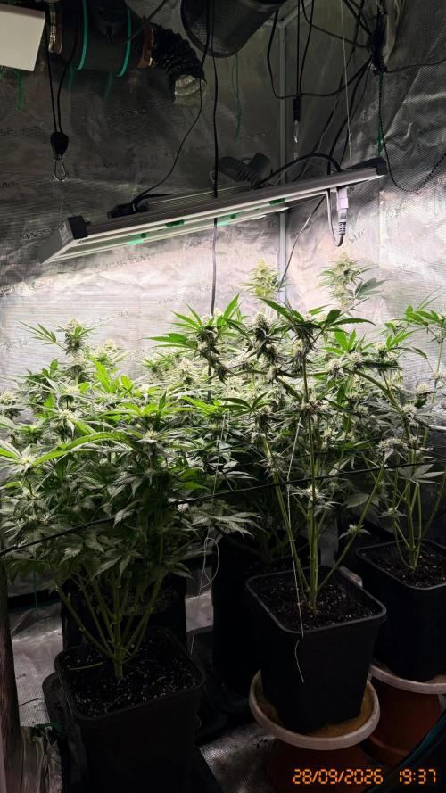 O.G. KUSH // NO VEG. Week 6