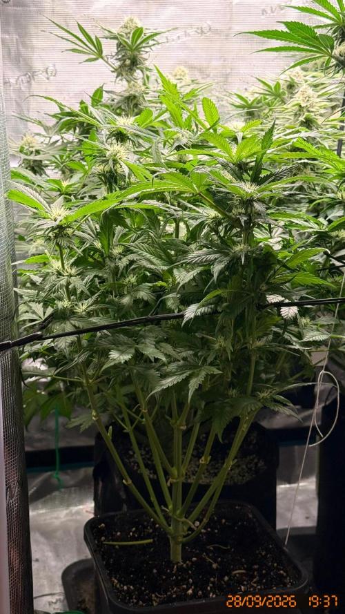 O.G. KUSH // NO VEG. Week 6