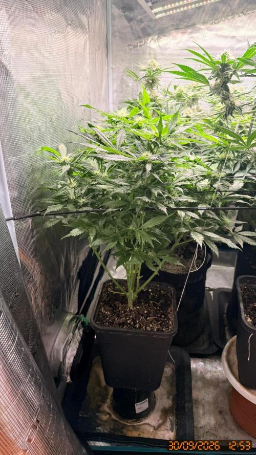GT 100x100x180. Week 6