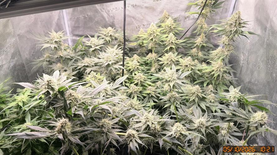 Girl Scoot Cookies as a beginner grower. Week 11