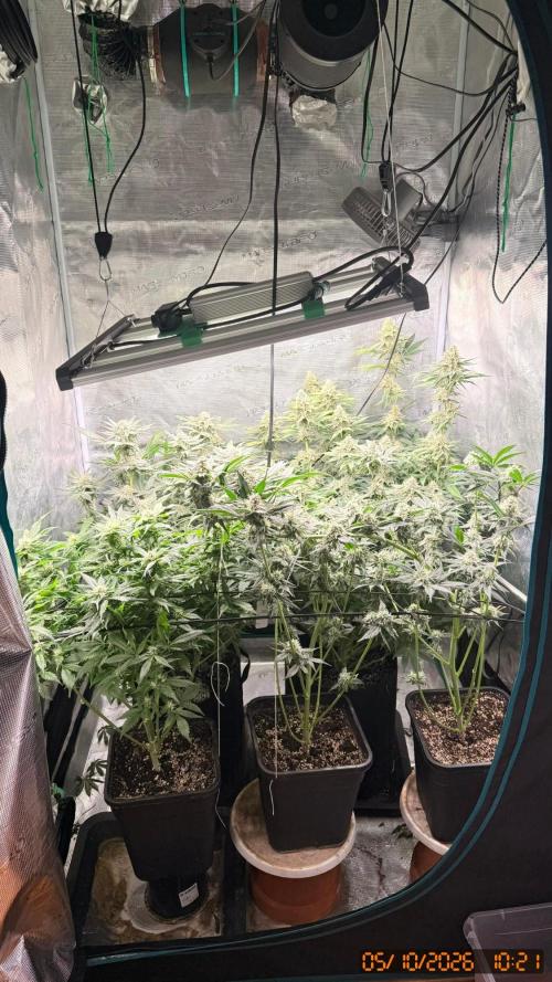O.G. KUSH // NO VEG. Week 7