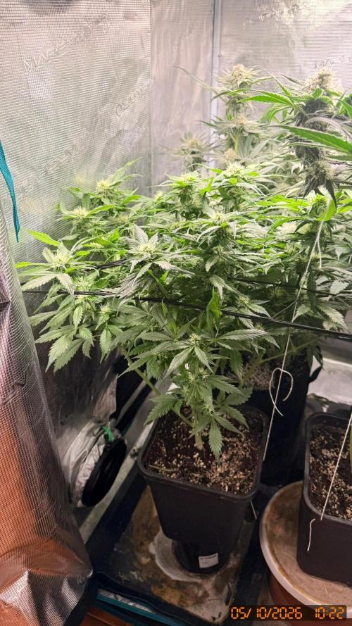 O.G. KUSH // NO VEG. Week 7