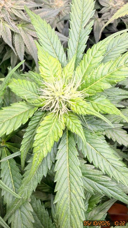 O.G. KUSH // NO VEG. Week 7